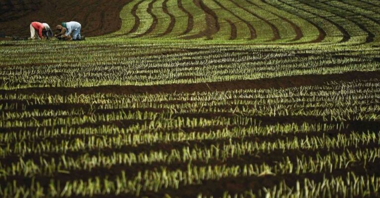 El Agro panameño: un sector agonizante