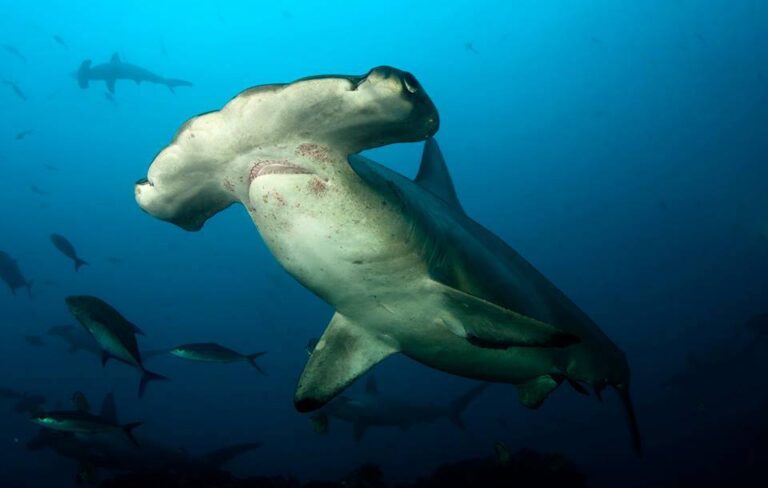 Depredadores del tiburón martillo retoman terreno en el gobierno de Costa Rica