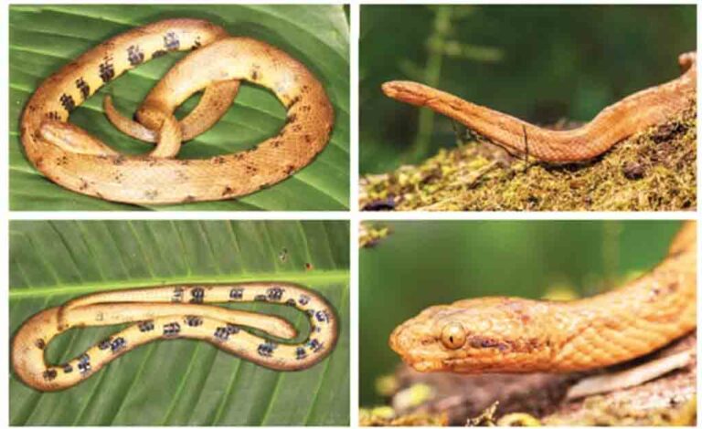 Descubren en Ecuador nueva especie de serpiente