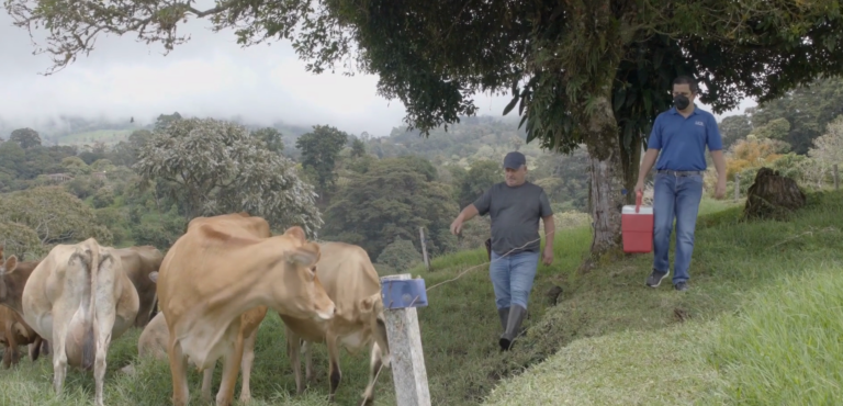 UCR: científicos suben montañas para apoyar a los pequeños productores de queso
