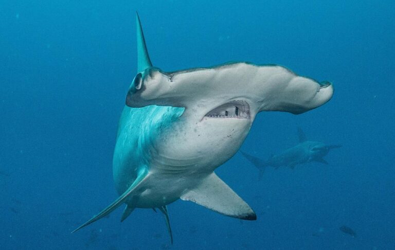 Costa Rica prohíbe pesca de tiburón martillo y reduce la del pez vela
