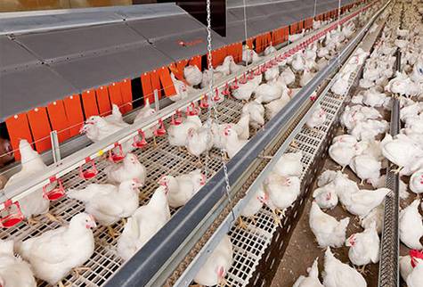 Costa Rica detecta primeros tres casos de influenza aviar