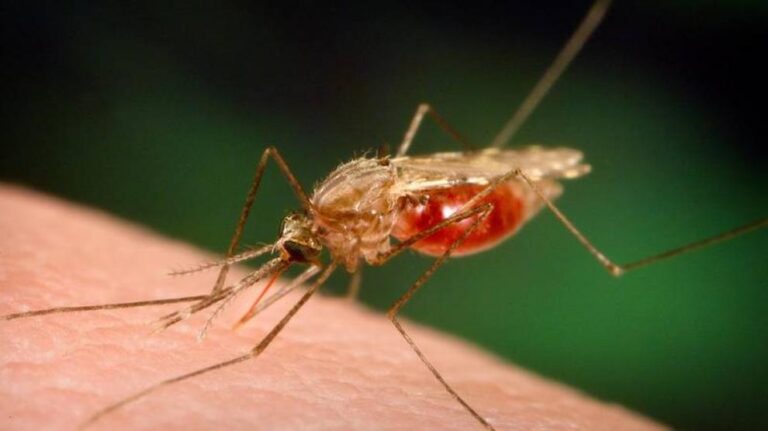 Más calor envejece antes y debilita a los mosquitos