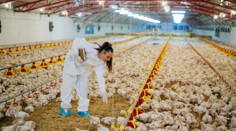 Costa Rica en alerta por detección de casos de influenza aviar