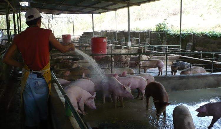 Porcicultores panameños con más daños por tratado con EEUU