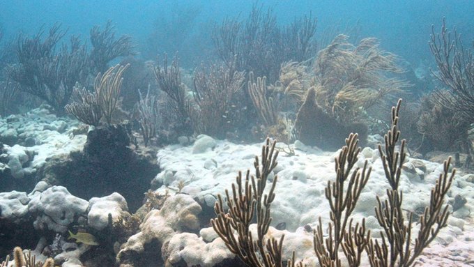 Se confirma un cuarto evento global de blanqueamiento de corales