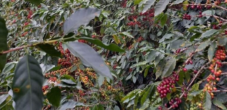 Experto advierte que El Niño impactará en producción de café