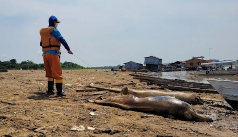 Mortandad de delfines rosados da aviso de crisis en la Amazonia