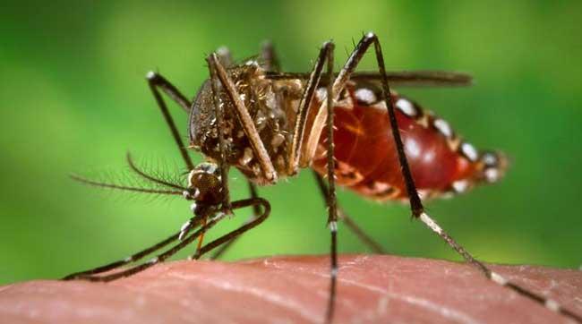 Costa Rica registra aumento en casos de dengue