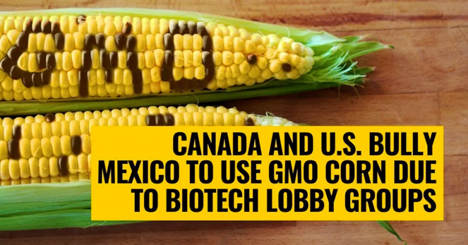 La influencia de las Biotech en la pseudoregulación de OGM en Canadá