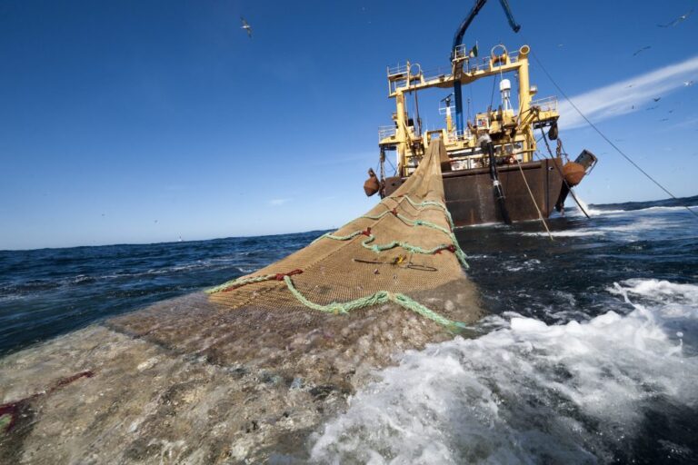 Ante fraude en “estudio” sobre pesca de arrastre piden de nuevo la cabeza de INCOPESCA