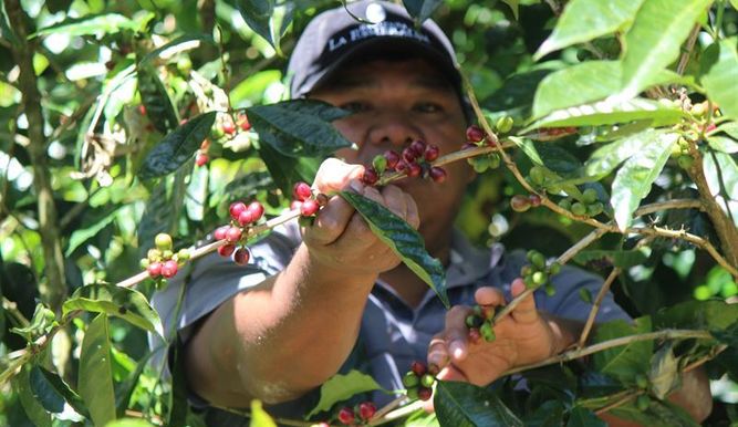 Costa Rica regulará estatus migratorios a trabajadores temporales