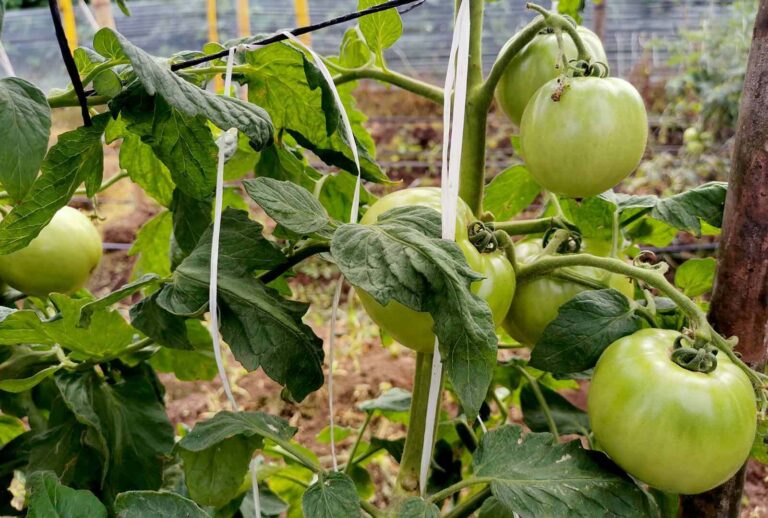 Nuevo tipo de tomate podría salvar hasta 75 % de las cosechas