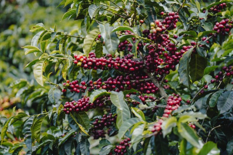 Inteligencia artificial y ciencia impulsarán el cultivo de café carbono positivo en Los Santos