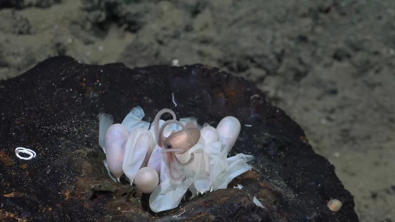 Cuatro nuevas especies de pulpo descubiertas en las profundidades marinas de Costa Rica