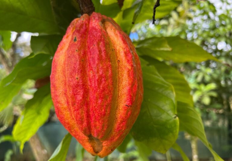Cacao costarricense obtiene oro en concurso internacional