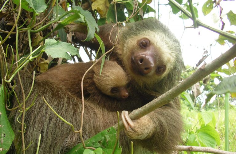 Avances y retrocesos: el ir y venir de la conservación en Costa Rica