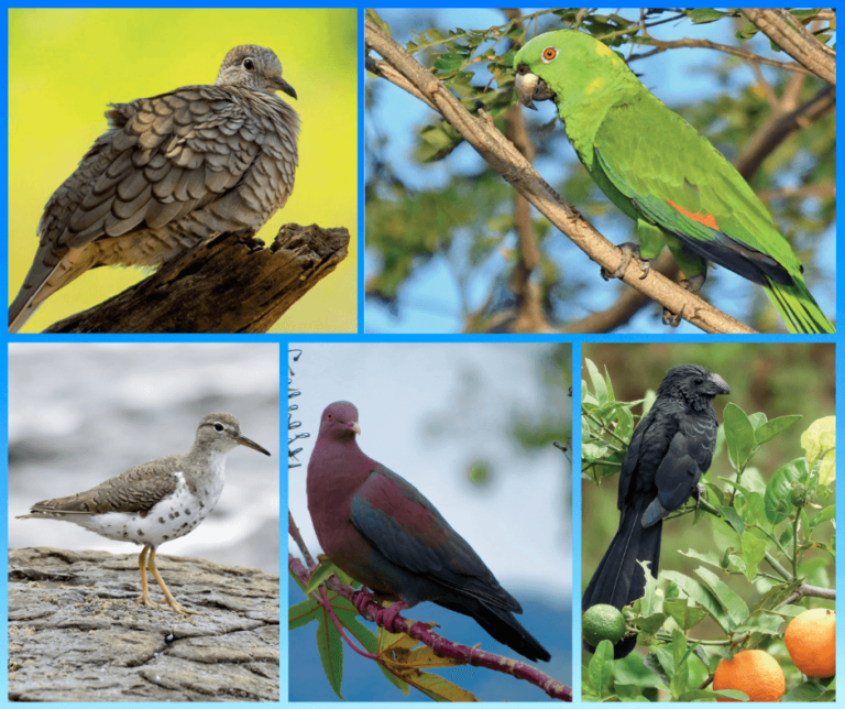 Costa Rica: Guía de aves determina riqueza biológica de Isla Caballo