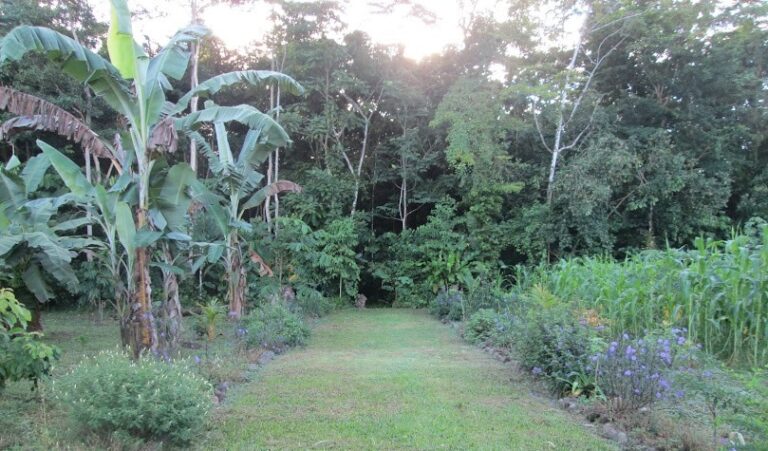 Reserva Oasis en la Zona Norte restaura tierras y crea un bosque tropical