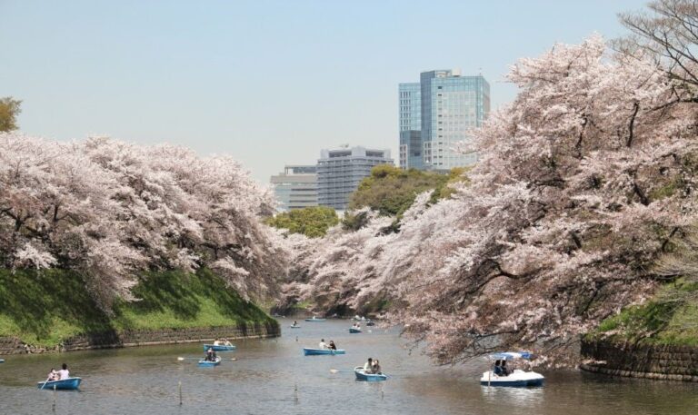 Tokio celebra el comienzo de la floración de los cerezos