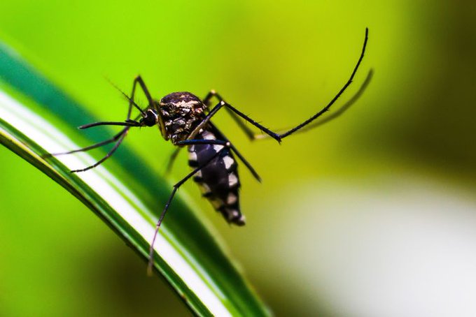 Costa Rica reporta más de seis mil casos de dengue