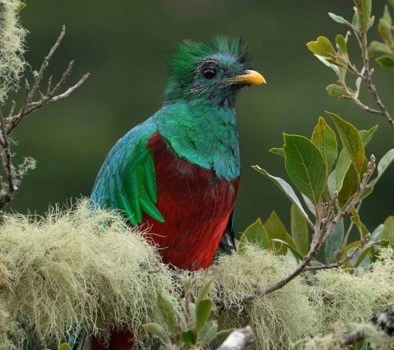 Inicia la temporada de observación de Quetzales en Costa Rica