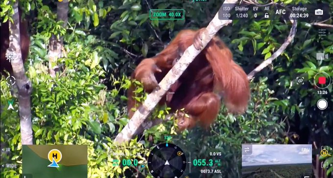 Cámaras térmicas y la IA de los drones ayudan a actualizar el censo de los orangutanes en Borneo