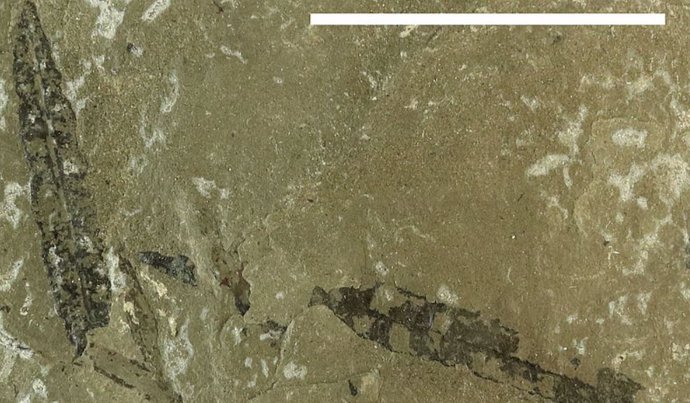 Los helechos ‘probaron’ con hojas modernas hace 200 millones de años