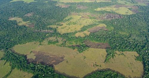 Planeta perdió 3.7 millones de hectáreas de bosques primarios en 2023: diez campos de fútbol por minuto