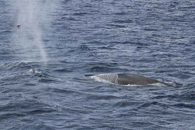 Miles de horas de escucha delatan a la ballena azul antártica
